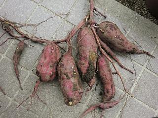 収穫したよ　その３