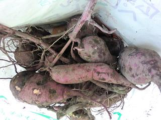 収穫したよ　その４