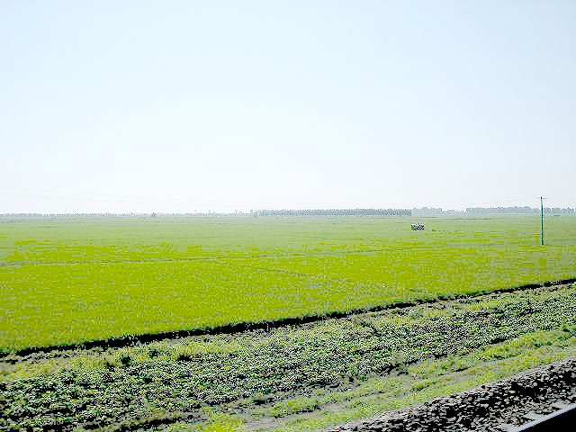 この辺りは水田が多い