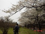 千本桜４