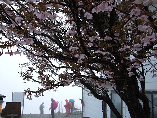 雨の丹沢