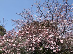 熱海桜♪