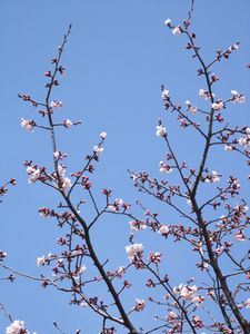 桜♪♪