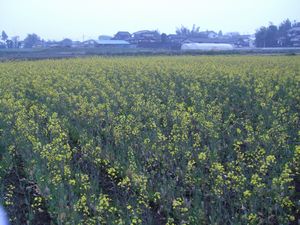 菜の花畑♪