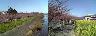 河津の桜