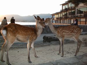 ラブラブ鹿ップル