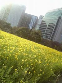 浜離宮の菜の花