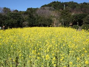 菜の花～♪