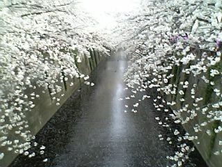 橋から見た桜♪