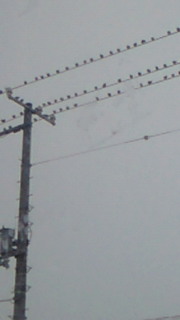 電線にスズメ１