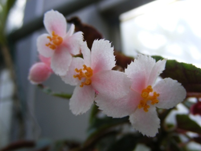 木立性ベゴニア