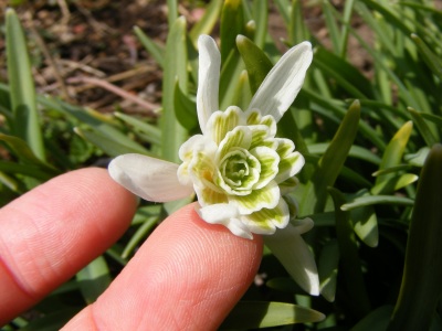 スノードロップ　フロラ・プレナ