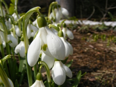 スノードロップ