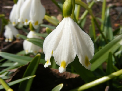 リューコジェム　ヴァーナム