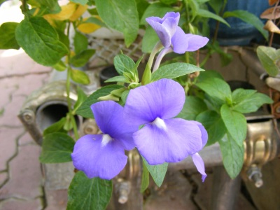 ブルーキャッツアイ