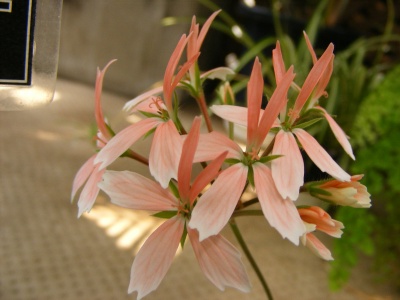 ペラルゴニウム　ステラアプリコット