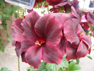 ペラルゴニウム