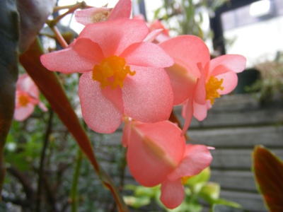 木立性ベゴニア