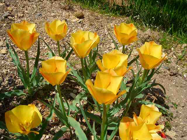 ﾊﾞﾀﾘﾆ･ﾌﾞﾗｲﾄｼﾞｪﾑ