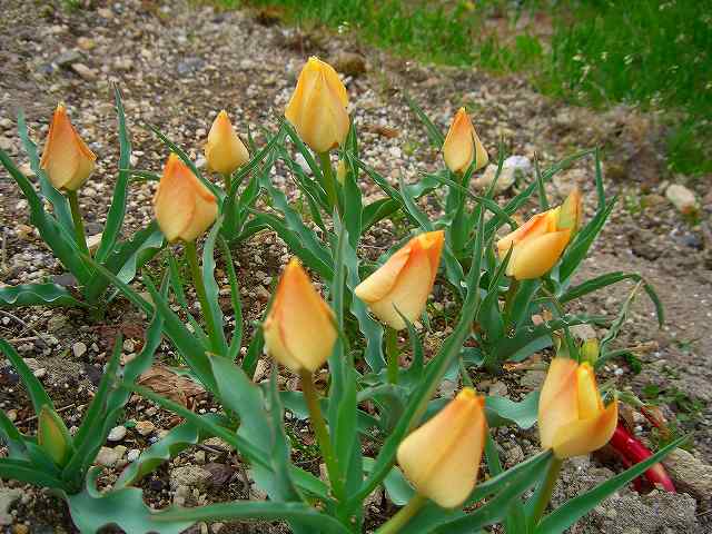 ﾊﾞﾀﾘﾆ･ﾌﾞﾗｲﾄｼﾞｪﾑ