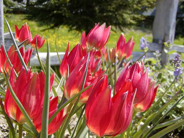 原種ﾁｭｰﾘｯﾌﾟ‘ﾊｹﾞﾘ’