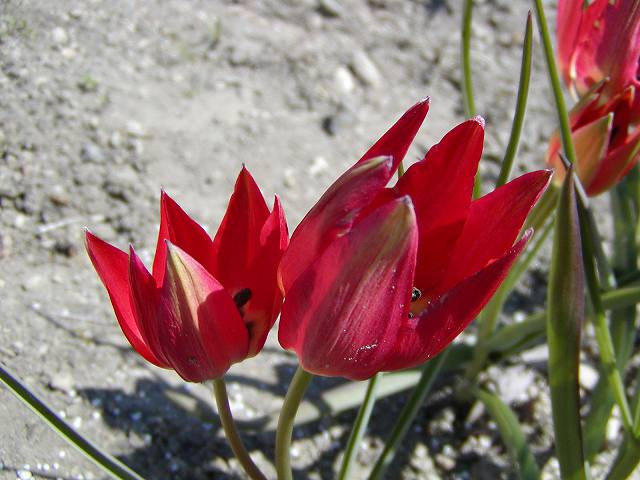 原種ﾁｭｰﾘｯﾌﾟ‘ﾊｹﾞﾘ’