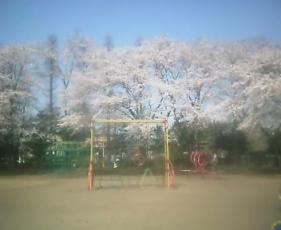 富士山公園　桜