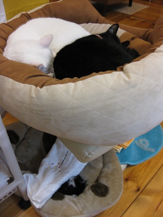 バニアン＆仔猫4/27