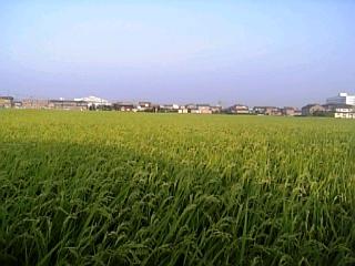 家からの風景2