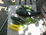 des courgettes