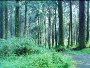 阿里山遊歩道