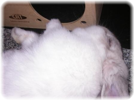 ☆　ましろきてんし　☆