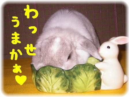 ☆わっせうまか～!!☆