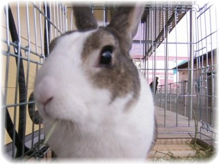 ☆　牧草σ(´～｀*)ﾑｼｬﾑｼｬ　☆