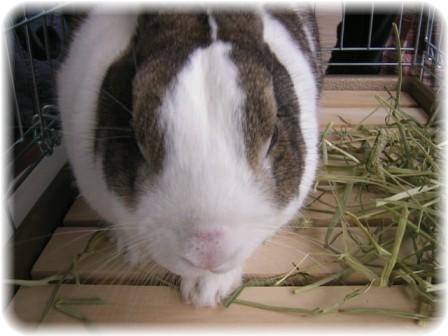 ☆　なでるでし！　☆