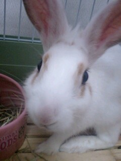 ☆ぷくぷくショット(´艸｀)☆