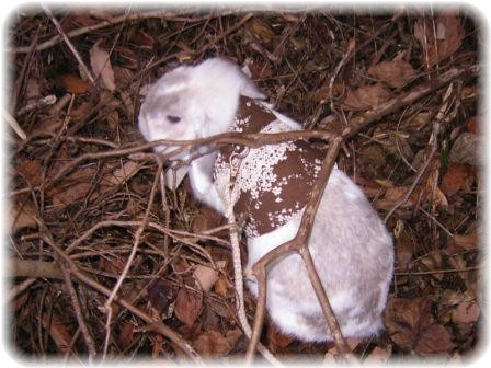 ☆ε～(⊃´∀｀)⊃　☆