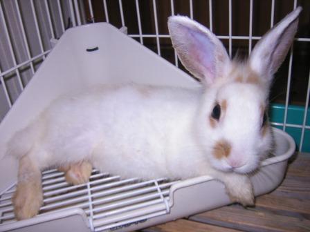 ☆しーたん(∩∀`*)☆