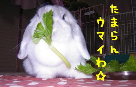 ガッツキ２号。