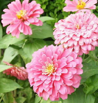 ★ディズニーシー10周年★