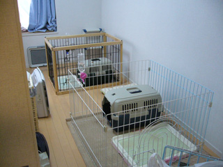 ぐうぐう。