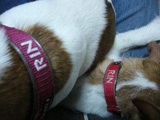 RINとRIN。