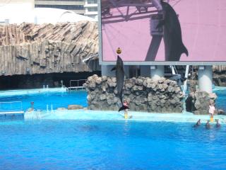 名港水族館-4