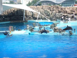 名港水族館-5