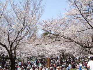 静岡まつり-1