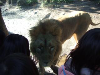 上野動物園-3