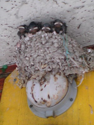 つばめの巣アップ