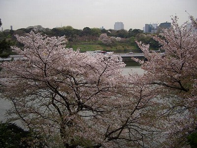 1九段の桜.jpg