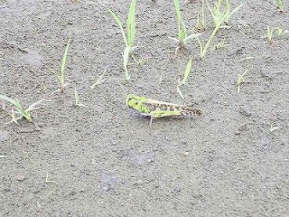 バッタ