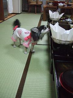 ゆうごはんいいにおいだわんね